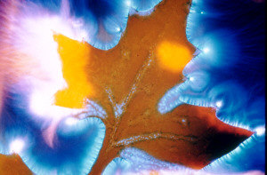 kir033.jpg (29960 Byte)